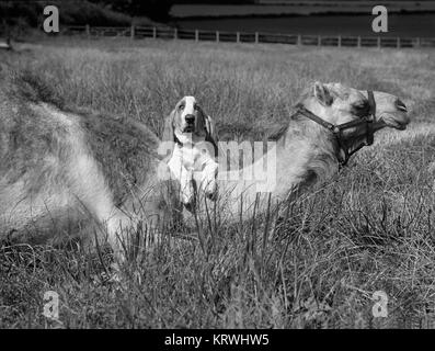 Beagle avec camel, Angleterre, Grande-Bretagne Banque D'Images