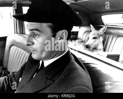 Âne est assis dans la voiture, en Angleterre, Grande-Bretagne Banque D'Images