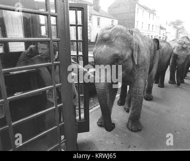Les éléphants en face de cabine téléphonique, Angleterre, Grande-Bretagne Banque D'Images