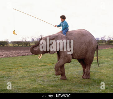 Les éléphants et des promenades en garçon lui attire avec une banane, Angleterre, Grande-Bretagne Banque D'Images