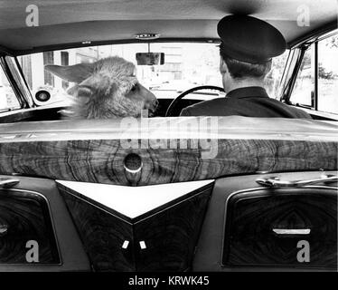 Âne avec l'homme en voiture, Angleterre, Grande-Bretagne Banque D'Images