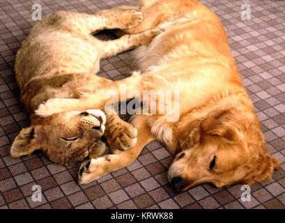 Lion et chien câlins, Angleterre, Grande-Bretagne Banque D'Images