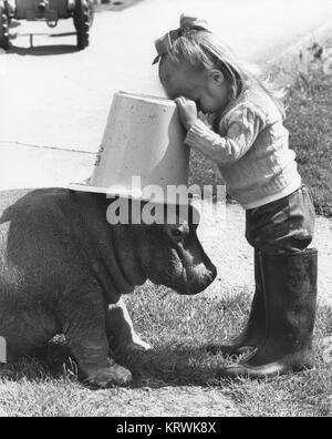 (Hippopotame pygmée Choeropsis liberiensis) et, en Angleterre, Grande-Bretagne Banque D'Images