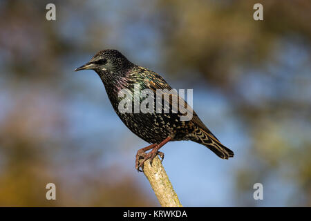 Starling sur la perche Banque D'Images