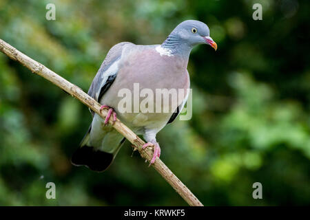 Ramier (Columba palumbus) Banque D'Images