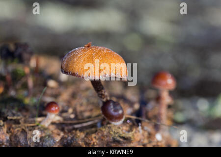 Mushroom givrée après une nuit froide. Banque D'Images