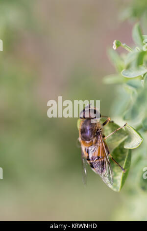 Syrphus ribesii est une espèce holarctique de hoverfly. Banque D'Images