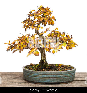 L'orme zelkova (Nièvre) en tant que bonsai arbre avec les feuilles d'automne Banque D'Images