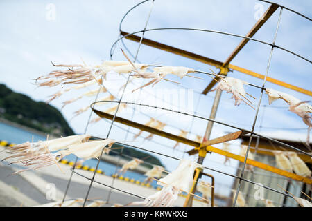 Calmar séchage à terre Banque D'Images