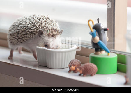 Vie de hérisson mignon Banque D'Images