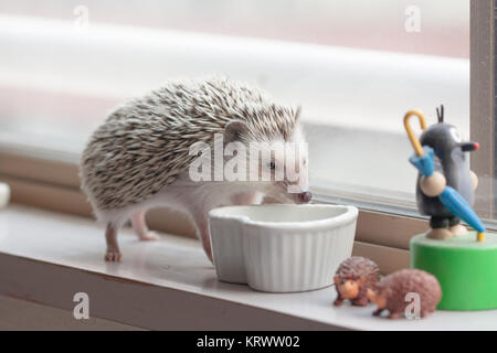 Vie de hérisson mignon Banque D'Images