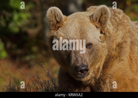 ours brun syrien - [ursus arctos syriacus] Banque D'Images