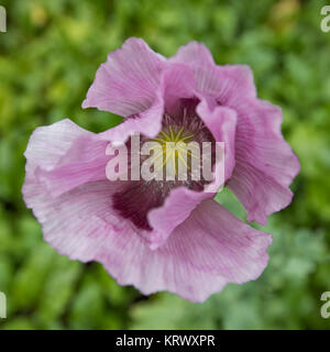 Purple poppy (Papaver somniferum) en fleur dans un jardin au Royaume-Uni en août Banque D'Images