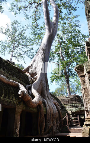 Ta Prohm Temple, Angkor, Cambodge Banque D'Images