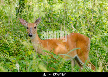 White-tailed deer doe. Odocoileus virginianus Banque D'Images