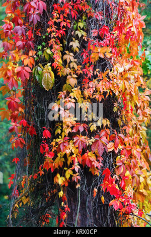 Plante grimpante à l'automne Banque D'Images