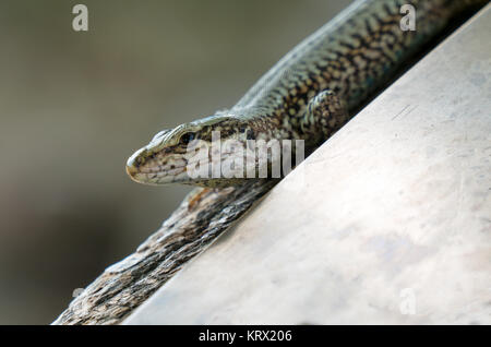 Lizard sur la pierre Banque D'Images