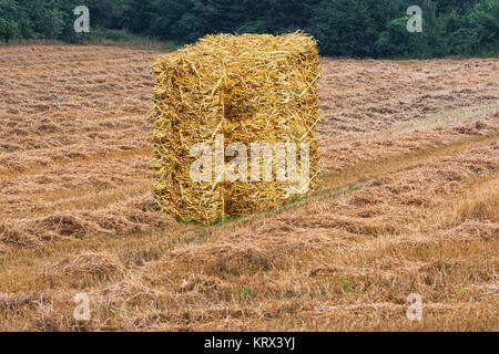 Champ de céréales fauchées avec des balles de foin Banque D'Images