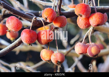 pommes ornementales en hiver Banque D'Images