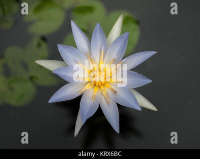 Fleurs de lotus bleu dans étang Banque D'Images