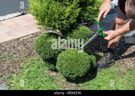 Un jardinier coupe un thuja ou le buis en forme. Banque D'Images
