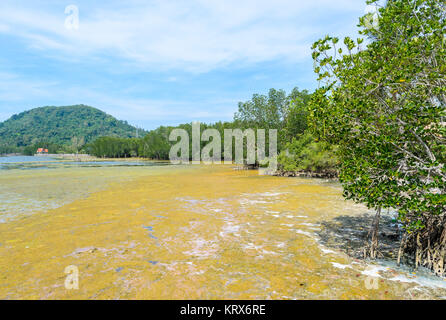 La prolifération des algues dans un océan tropical, la Thaïlande Banque D'Images