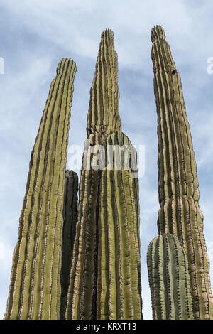 Jusqu'à la hauteur à un cactus cardon