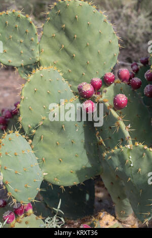 Oponce de plante avec des fruits rouges vue verticale Banque D'Images