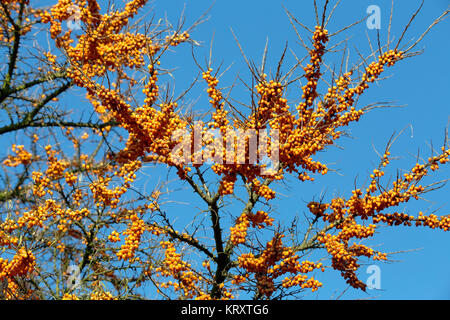 Arbre d'Argousier Banque D'Images