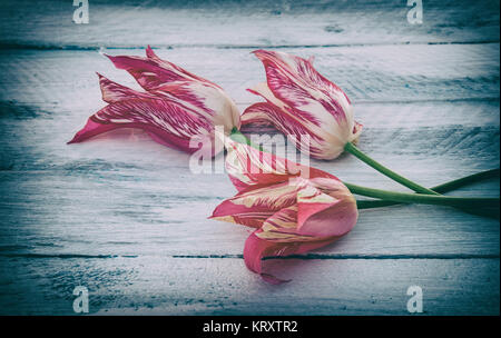 Trois tulipes roses sur une surface blanche Banque D'Images