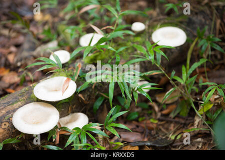 Sur le tronc de champignons dans la forêt tropicale de Madagascar Banque D'Images