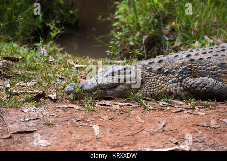 Madagascar Crocodile, Crocodylus niloticus Banque D'Images