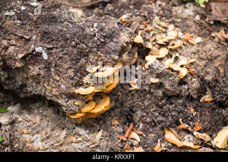 Sur le tronc de champignons dans la forêt tropicale de Madagascar Banque D'Images