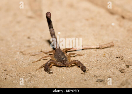 Scorpions, araignées prédatrices Madagascar Banque D'Images