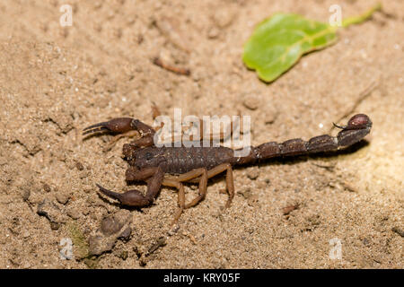 Scorpions, araignées prédatrices Madagascar Banque D'Images