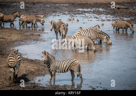 Le collage dans le Zebra Parc National Kruger, Afrique du Sud. Banque D'Images