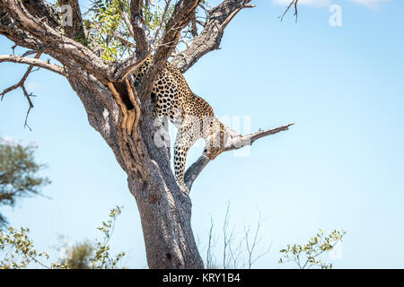 Leopard sur l'arbre dans le Kruger Leopard sortant d'un arbre dans le Parc National Kruger, Afrique du Sud. Banque D'Images