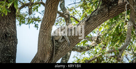 Un singe à dormir dans le Parc National Kruger, Afrique du Sud. Banque D'Images