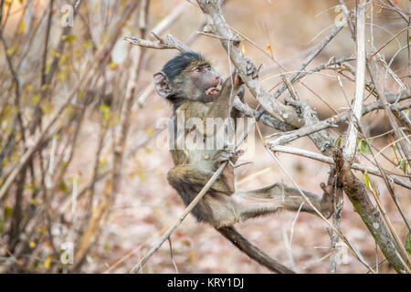 Babouin ludique dans le Parc National Kruger, Afrique du Sud. Banque D'Images