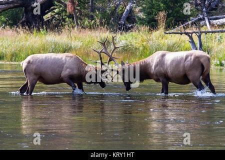 KÃ¤mpfende 54 M. Hirsche a Wapiti Wapiti 54 taureaux en lutte, Banque D'Images