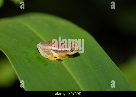 Repéré Madagascar Reed Grenouille, Andasibe Madagascar Banque D'Images