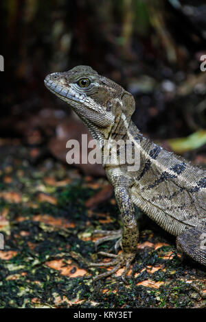 Basilic commun (Jésus Christ Lizard) dans le sous-bois en forêt de Golfito, Costa Rica Banque D'Images