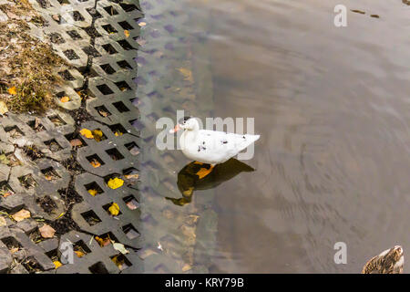 Blanc sauvages albinos mallard sur la rive d'un étang de la ville. Oiseau rare d'ordinaire de couleur blanc.photo intéressante sur le site sur les oiseaux. Banque D'Images