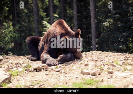 L'ours grizzli brun prédateurs dans le monde sauvage Banque D'Images