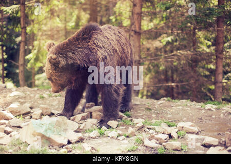 L'ours grizzli brun prédateurs dans le monde sauvage Banque D'Images