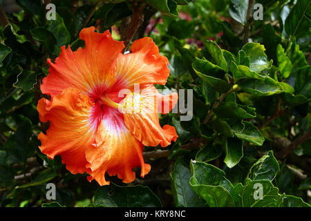 Les hybrides d'hibiscus (hibiscus rosa-sinensis) dans le jardin botanique Banque D'Images