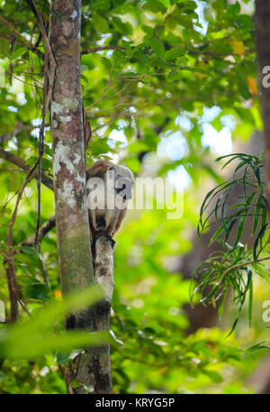 Lémurien à tête de la faune de Madagascar Banque D'Images