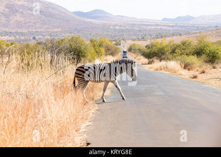 Zebra traverser la route en provenance d'Afrique du Sud, le Parc National de Pilanesberg Banque D'Images