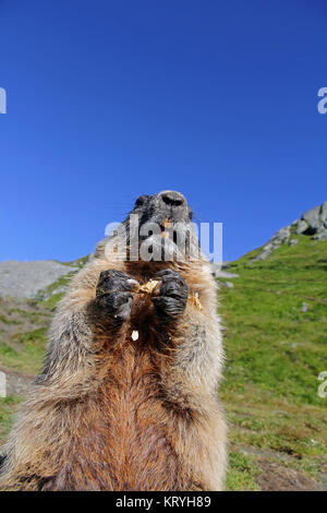 Une marmotte alpine rend les hommes et mange avec ses pattes Banque D'Images