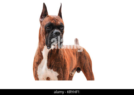Chien Boxer Pure race isolé sur fond blanc Banque D'Images